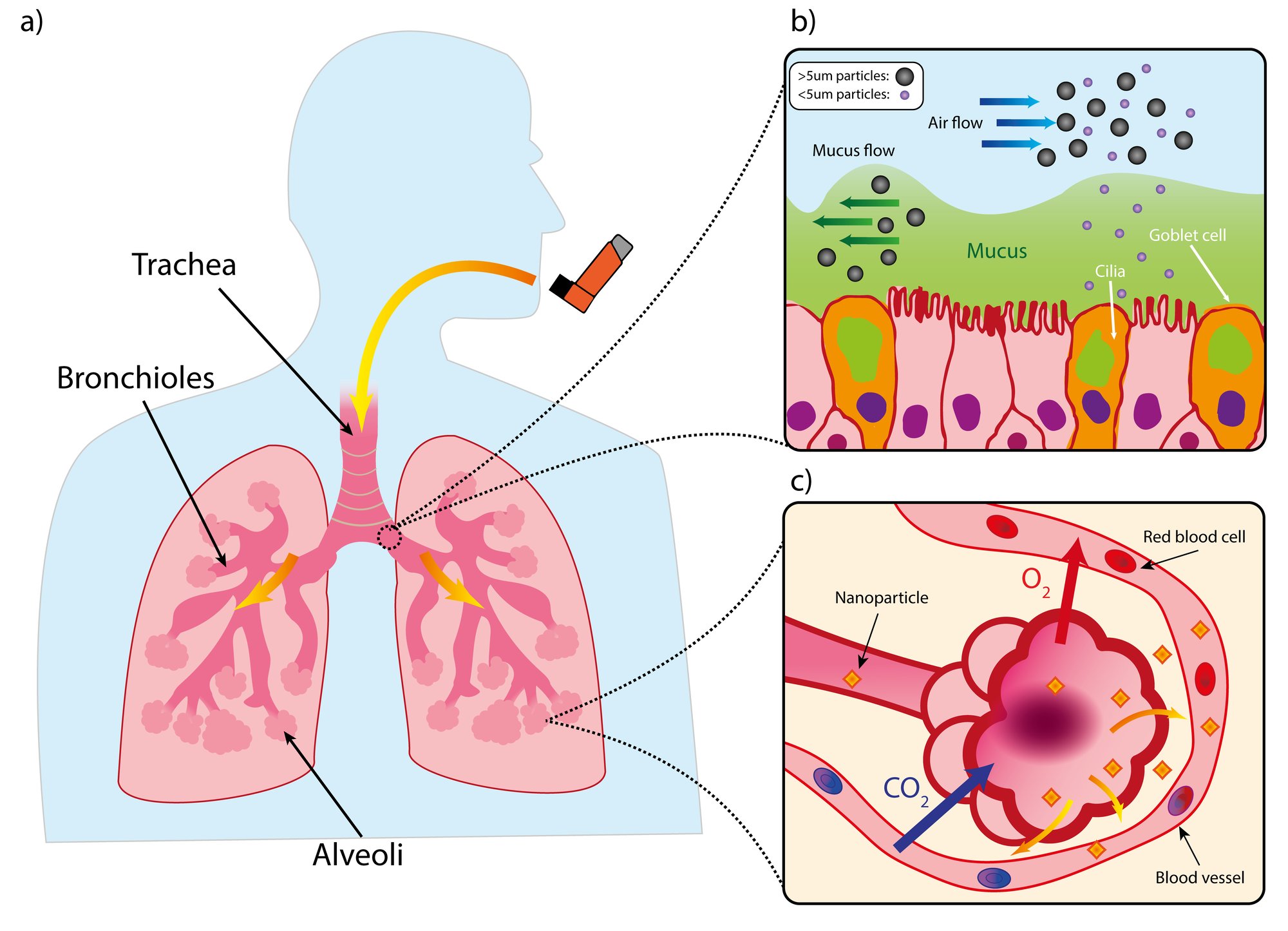 Figure 1 lung diagram v2